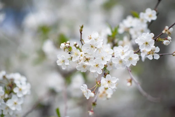 白と花の桜の枝 自然の美しさ 美しい春の自然背景 — ストック写真