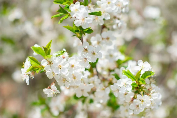 白と花の桜の枝 自然の美しさ 美しい春の自然背景 — ストック写真