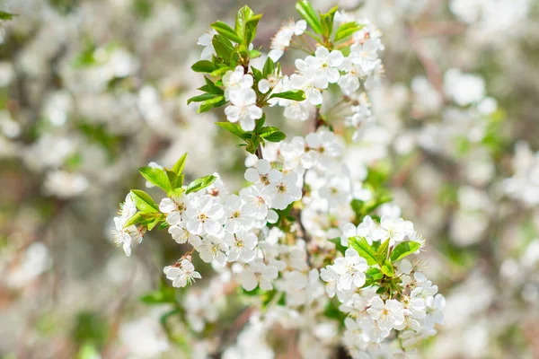 白と花の桜の枝 自然の美しさ 美しい春の自然背景 — ストック写真