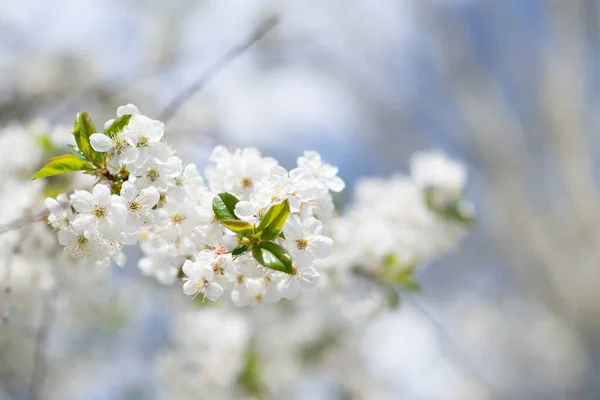 Branch Blossom Sakura Tree White Flowers Beauty Nature Beautiful Spring — Stock Photo, Image