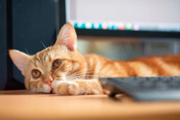 Bela Jovem Gengibre Tabby Gato Bem Alimentado Satisfeito Dorme Casa — Fotografia de Stock