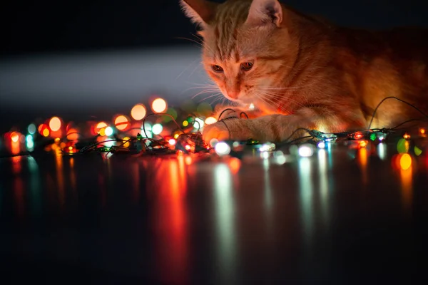Güzel Genç Turuncu Tekir Kedi Noel Işıklarıyla Oynuyor Yazlık Dekorasyonu — Stok fotoğraf