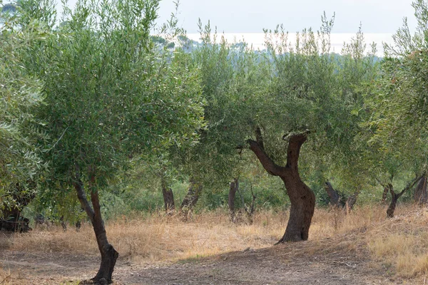 Zahrada Olivovníků Sicílii — Stock fotografie
