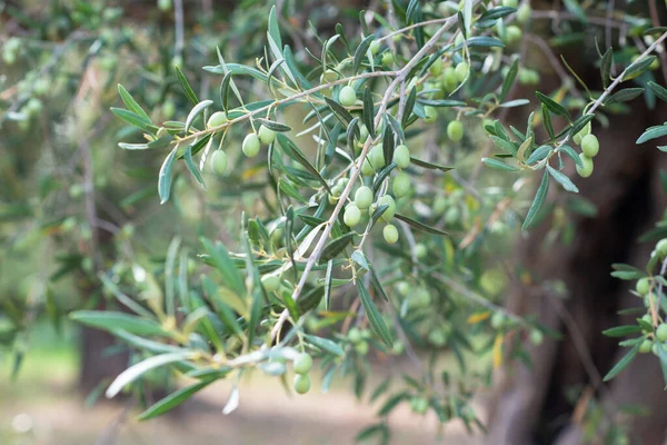 Garten Mit Olivenbäumen Sizilien — Stockfoto