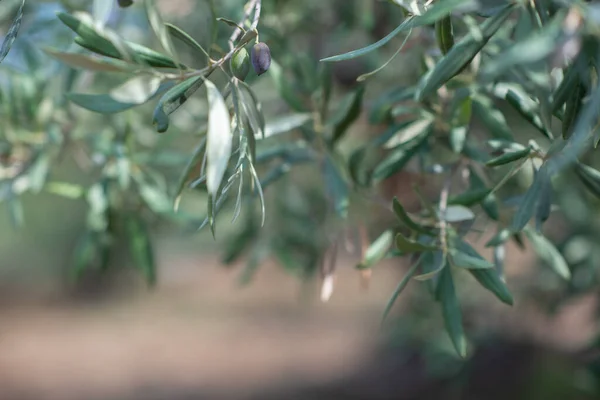 Olive Trees Garden Sicily — Stock Photo, Image