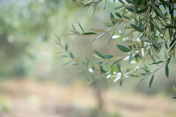 Trädgård Med Olivträd Sicilien — Stockfoto
