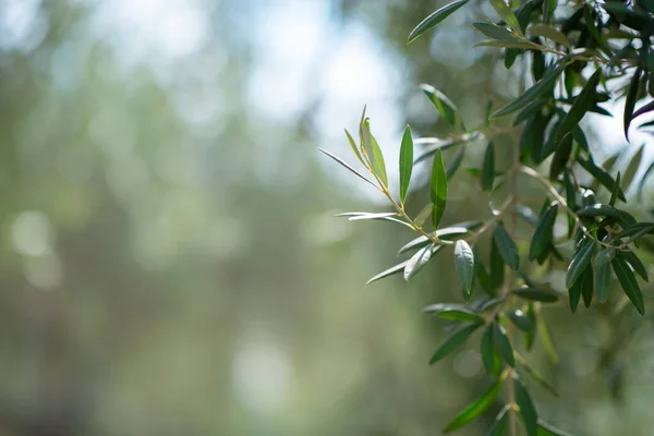 Olive Trees Garden Branches Ripe Fruits — Stock Photo, Image