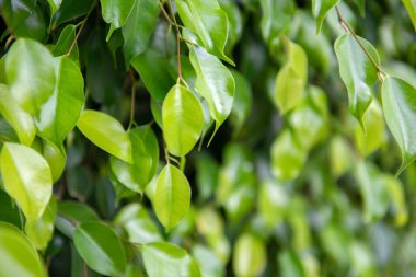 Yeşil taze incir ağacı, doğal arka plan.