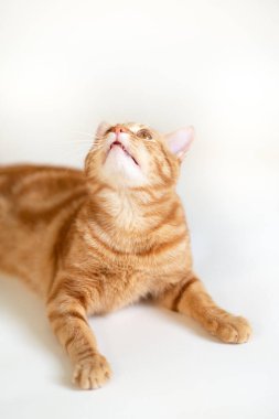Stüdyoda beyaz arka planda izole bir kırmızı kedi oynuyor.. 