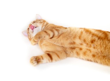 Kırmızı kedinin beyaz arka planda oynayıp yaladığı komik genç tekir kedi. 