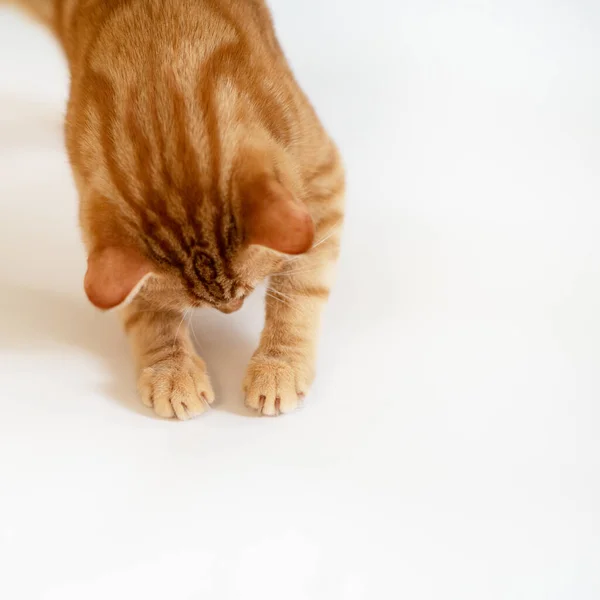 Funny Young Tabby Red Cat Plays Studio Isolated White Background — Stock Photo, Image