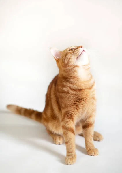 Stüdyoda Beyaz Arka Planda Izole Bir Kırmızı Kedi Oynuyor — Stok fotoğraf