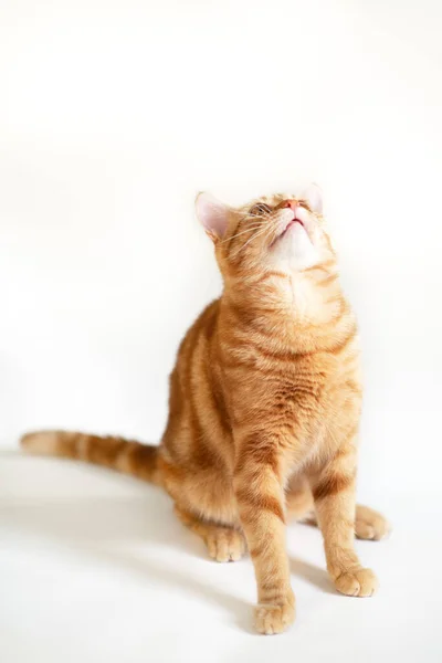 Funny Young Tabby Red Cat Plays Studio Isolated White Background — Stock Photo, Image