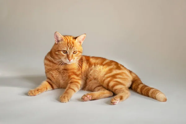 Divertente Carino Giovane Tabby Gatto Rosso Posa Studio — Foto Stock