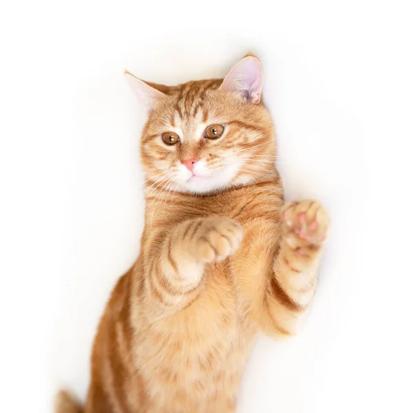 Engraçado Jovem Tabby Gato Vermelho Posando Estúdio Isolado Fundo Branco — Fotografia de Stock