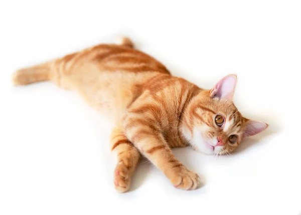 Vtipný Mladý Tabby Červená Kočka Pózovat Studiu Izolované Bílém Pozadí — Stock fotografie