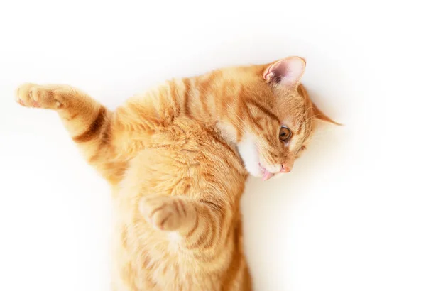 Engraçado Jovem Tabby Vermelho Gato Joga Isolado Fundo Branco — Fotografia de Stock