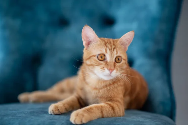 Bella Giovane Gatto Tabby Rosso Sdraiato Sulla Sedia Blu Casa — Foto Stock