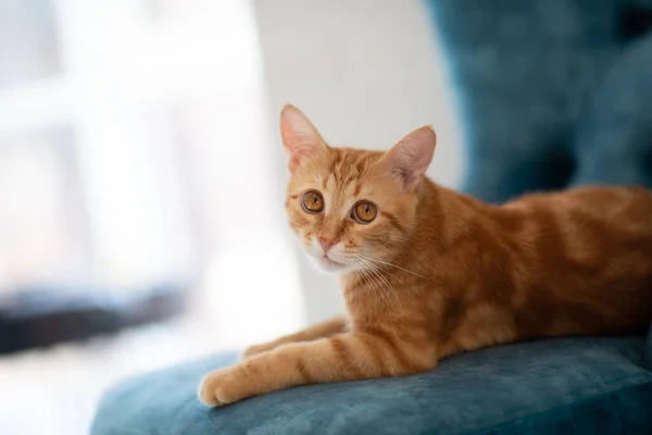 Beautiful Young Red Tabby Cat Lying Blue Chair Home — Stock Photo, Image