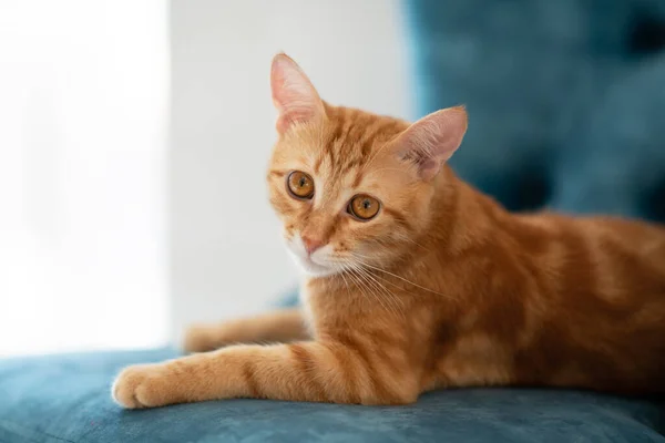 Beautiful Young Red Tabby Cat Lying Blue Chair Home — Stock Photo, Image