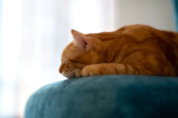 Όμορφη Νεαρή Κόκκινη Τιγρέ Γάτα Ξαπλωμένη Μπλε Καρέκλα Στο Σπίτι — Φωτογραφία Αρχείου