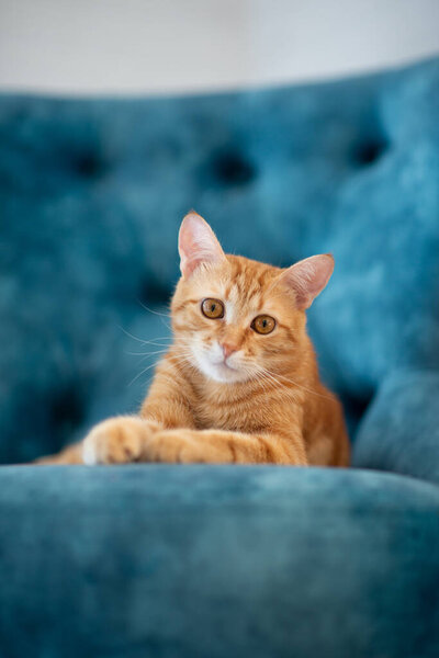 Beautiful young red tabby cat lying on blue chair at home