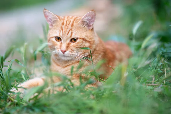 Belle Jeune Chat Rouge Tabby Couché Dans Herbe Nature Été — Photo