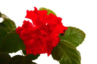 Güzel kırmızı gül çiçeği