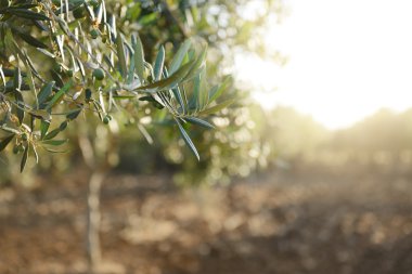 zeytin ağaçları Bahçe