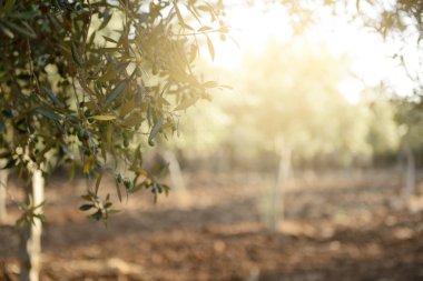 zeytin ağaçları Bahçe