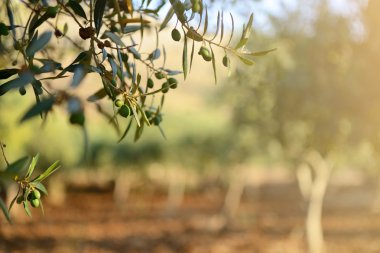zeytin ağaçları Bahçe