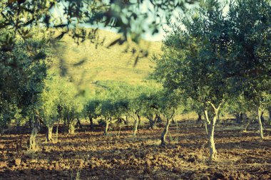 zeytin ağaçları Bahçe