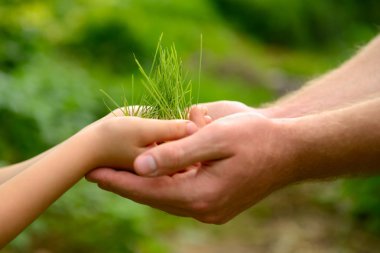 yeşil bitki tutan eller
