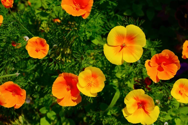 Fiori gialli in fiore — Foto Stock