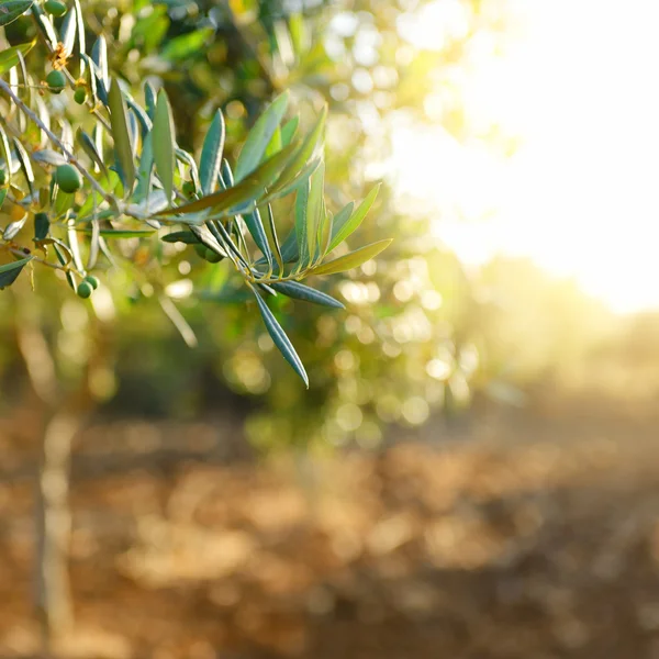 Olivos jardín — Foto de Stock