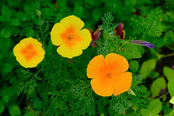 Kuning mekar bunga — Stok Foto