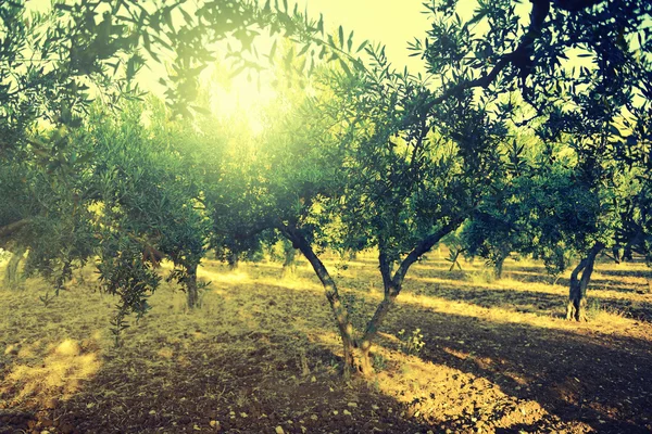 Olivos jardín — Foto de Stock