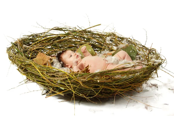 Lindo bebé en casa nido — Foto de Stock