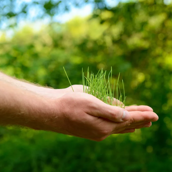 Hands holding green  plant — Stock Photo, Image