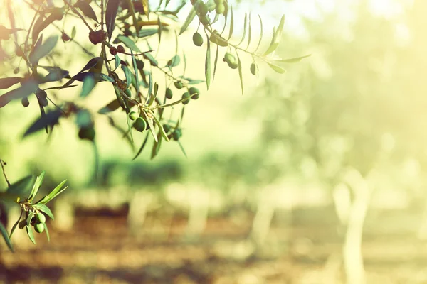 Olivos jardín — Foto de Stock