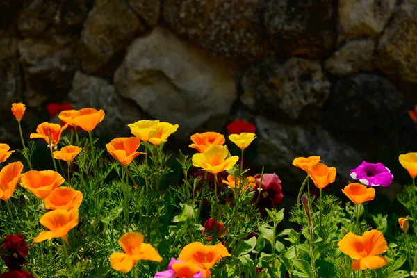 Fiori gialli in fiore — Foto Stock