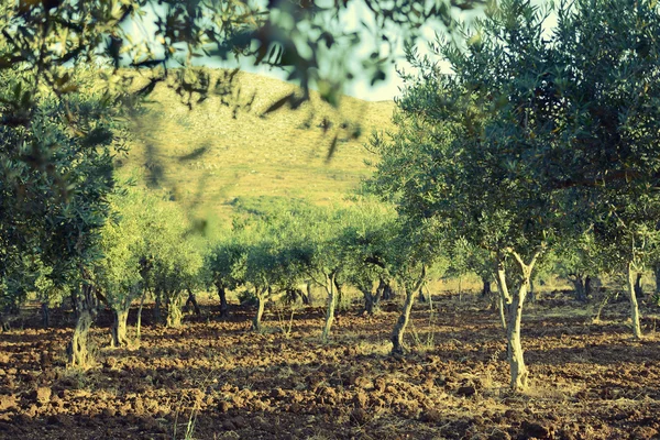 Olivos jardín — Foto de Stock