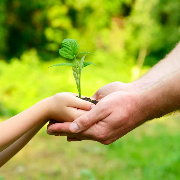 Hands holding green  plant — Stock Photo, Image