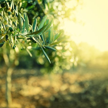 zeytin ağaçları Bahçe