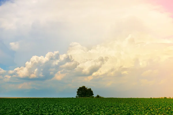 Green field under sky