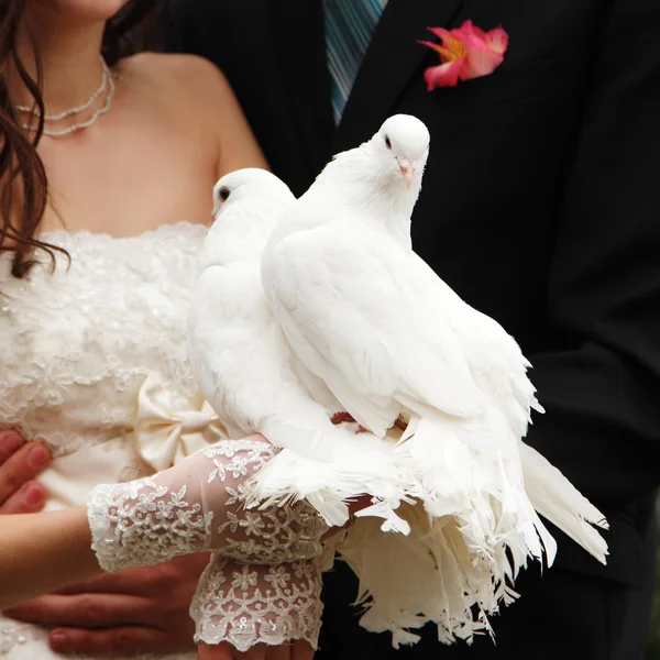 Pombos nas mãos do noivo e da noiva — Fotografia de Stock