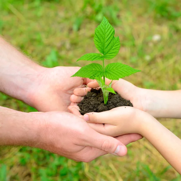 Hands holding green  plant — Stock Photo, Image