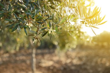zeytin ağaçları Bahçe