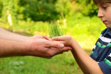 Yeşil büyüyen holding eller çimen