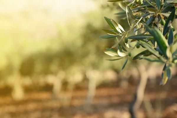 Olive trees garden — Stock Photo, Image